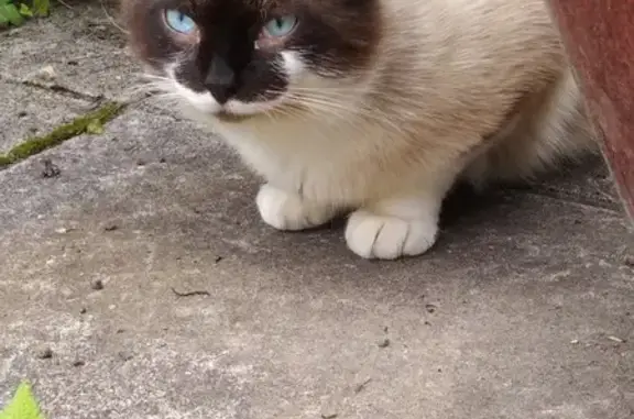 Chat trouvé Castillonnès, photo: Chat siamois trouvé à Castillonnès