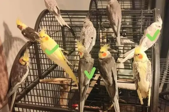 Animaux perdus Pernes-les-Fontaines, photo: Alerte: 7 Calopsittes Égarées