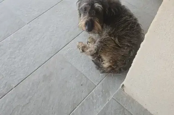 Chien errant à Ghisonaccia - photo