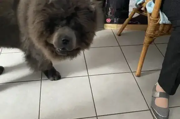 Chow Chow gris perdu à Woippy - photo