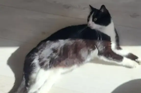 Animaux perdus , photo: Chat noir et blanc perdu à Cuire