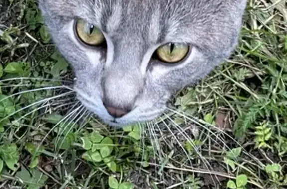 Chat gris tigré trouvé à Pérignat - photo
