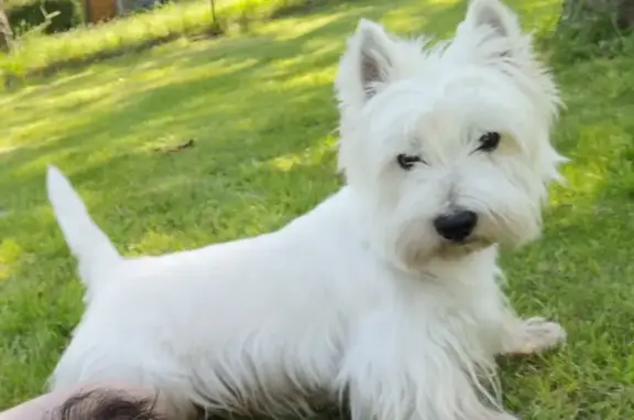 Chien perdu Plancoët, photo : Westie blanc perdu à Plancoët