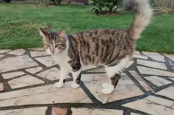 Chat perdu, Verneuil-en-Halatte, photo: Chat TORA perdu - Aidez-nous!