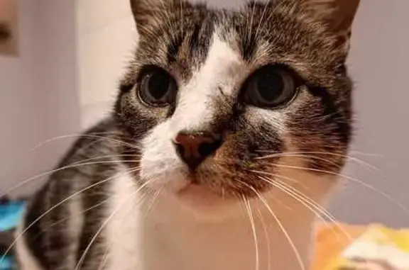 Animaux perdus , photo: Chat tigré perdu à Landorthe
