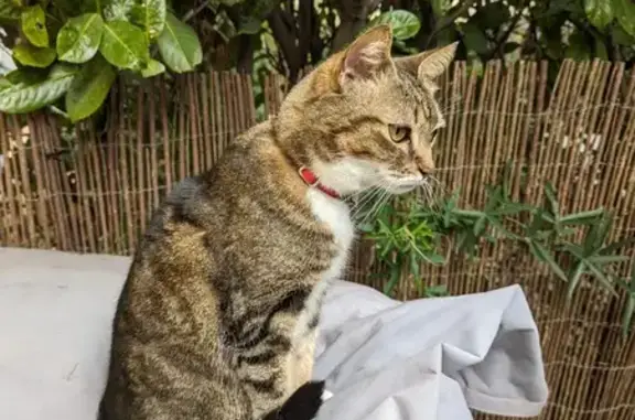 Chat perdu, , photo: Chat tigré disparu - Toulouse