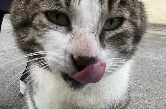 Animaux trouvés , photo: Chat mâle castré perdu - Urgent