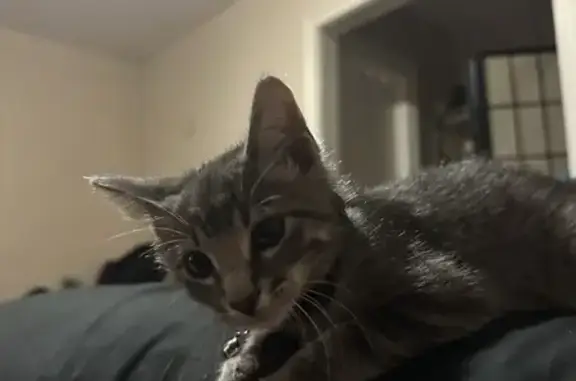 Lost Kitten: Gray Striped Mochi in Chicago