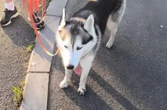 Chien trouvé Beuvry, photo: Husky docile trouvé à Beuvry