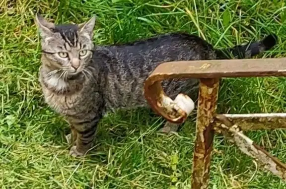 Chat errant à Geispolsheim - photo