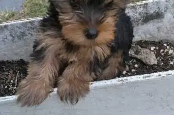 ¡Ayuda! Perdido en Rivas: Perro Calle Acacias