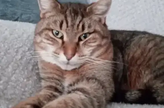 Animaux perdus , photo: Chat tigré perdu à Golbey