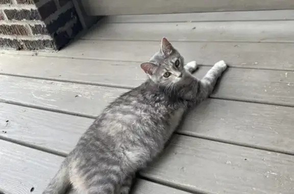 Expectant Tiny Gray Cat - Sweet & Found in Ohio!