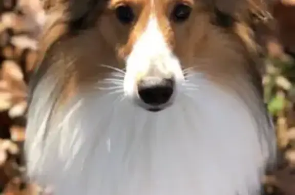 Lost Sheltie: 7yrs, 30lbs - Hwy 72 E Gurley