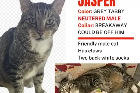 Lost Male Grey Tabby - Summit Crest Ct, Help!