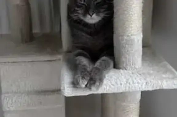 Chat perdu, Grenoble, photo: Chatte Nina disparue près de Flandrin