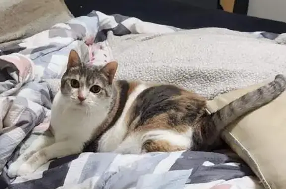 Lost Calico Cat in Brownstown - Help Find Her!