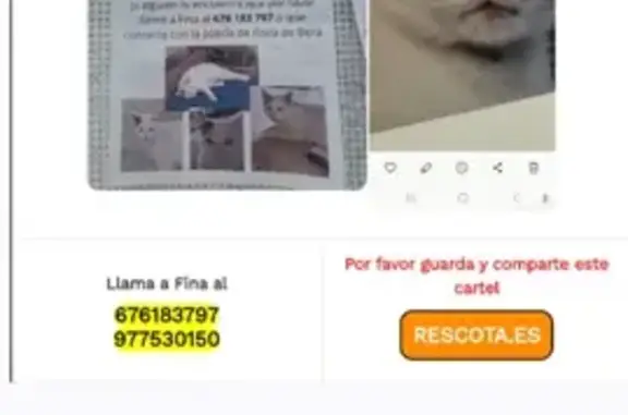 Gatos perdidos, , foto: Gato Blanco Perdido: Collar Amarillo, Roda de Berà