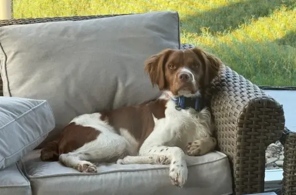 Lost Brittany Spaniel Near Sweet Violet Rd!