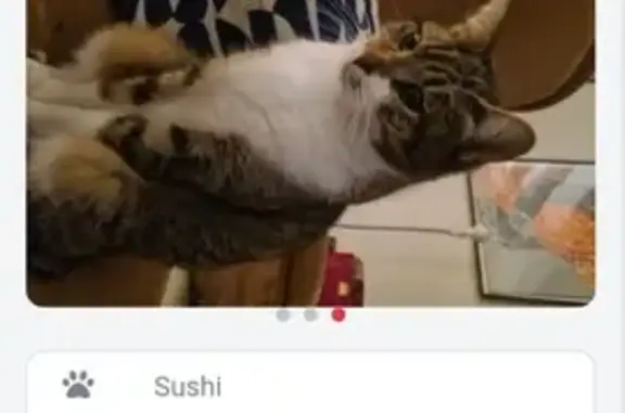 Chat perdu, Cléguer, photo: Chat Sushi disparu à Cléguer