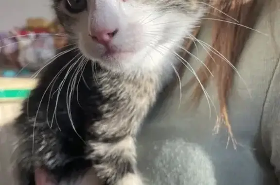 Chaton femelle trouvé à Pau - photo