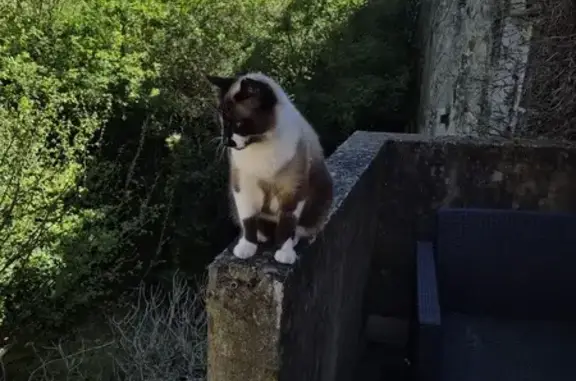 Chat perdu, La Salvetat-Peyralès, photo: Momo, Siamois atypique perdu