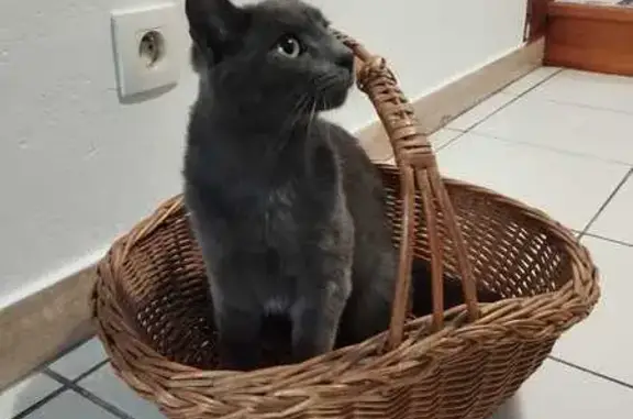 Animaux perdus Guidel-Plage, photo: Chat gris perdu à Guidel
