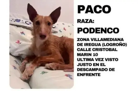 Animales perdidos , foto: ¡Alerta! Joven Podenco Perdido - Ayuda Urgente