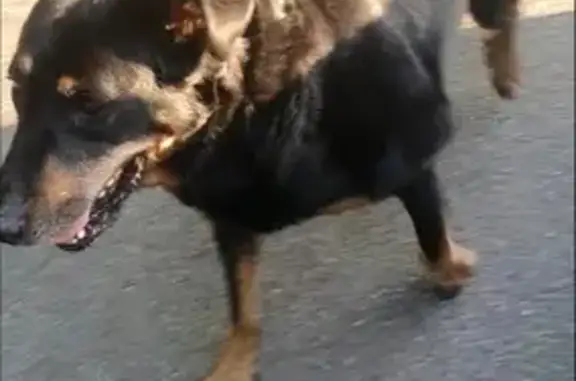 Animaux trouvés , photo: Chien Beauceron Trouvé près d'Auffay