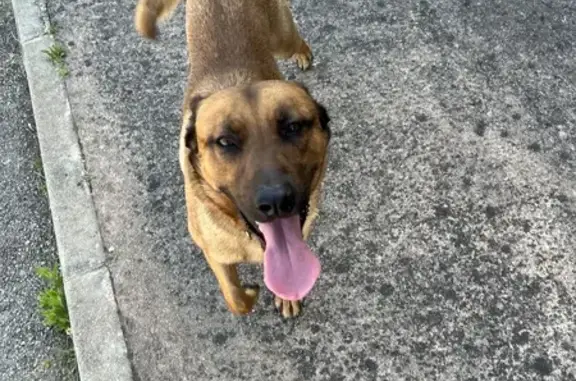 Chien croisé fauve trouvé à Ajaccio - photo