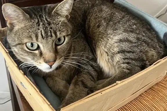 Chat perdu, L'Aiguillon-sur-Vie, photo: Chat tabby perdu à L'Aiguillon