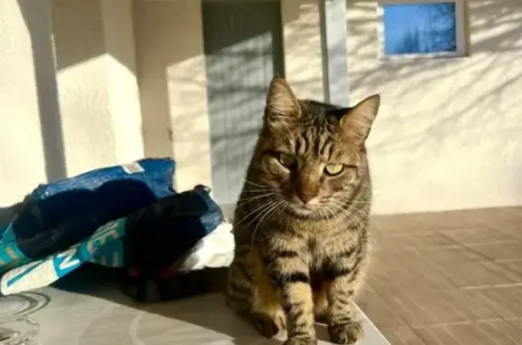 Chat perdu, Biscarrosse, photo: Chat tigré blessé perdu à Biscarrosse