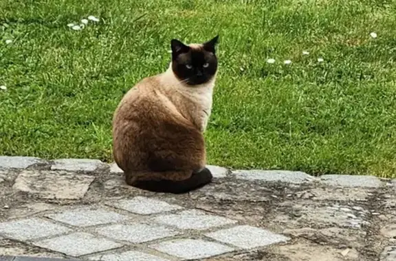 Chat perdu, Dammarie-les-Lys, photo: Chatte siamoise disparue à Vosves