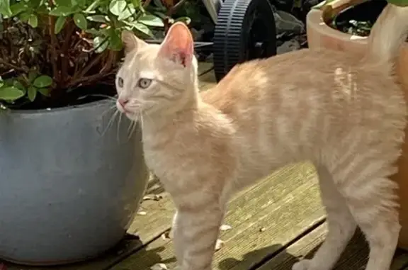 Chaton roux trouvé à Brive - photo