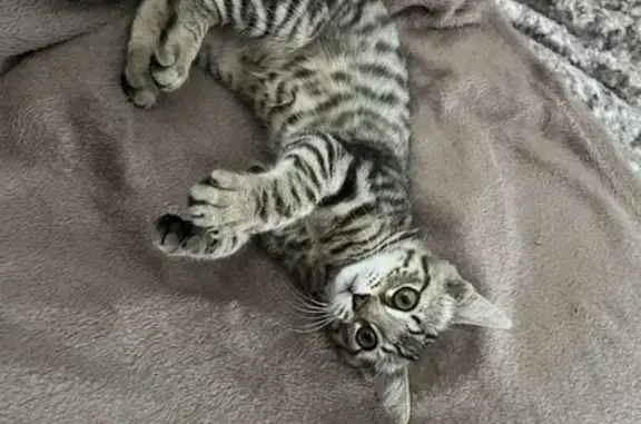 Chaton tigré trouvé près du golf - photo
