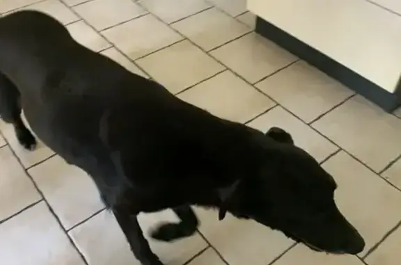 Chien trouvé Corcoué-sur-Logne, photo: Chien Labrador Noir Trouvé