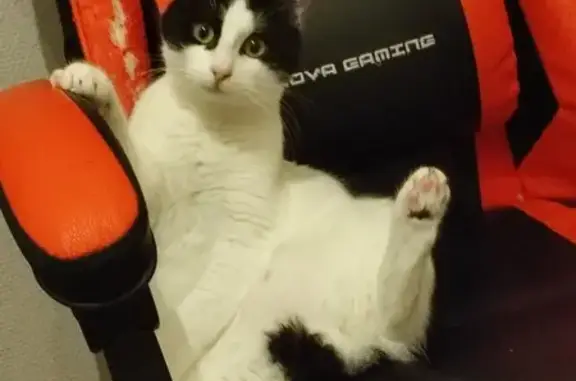 Animaux perdus , photo: Chaton noir et blanc Luffy perdu