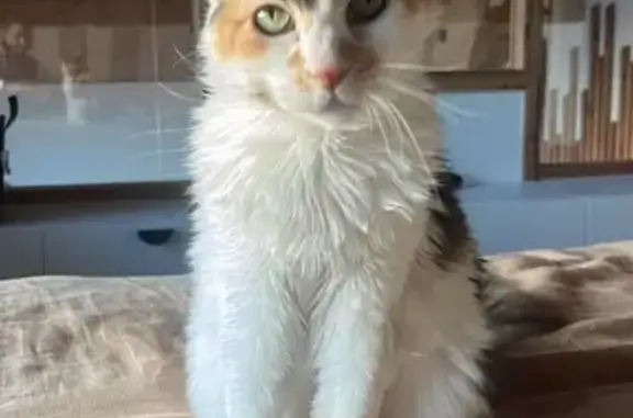 Animaux perdus Saint-Sauveur, photo: Chatte tricolore perdue à Saint-Sauveur