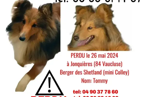 Chien perdu Jonquières, photo : Chien Shetland Perdu à Jonquières