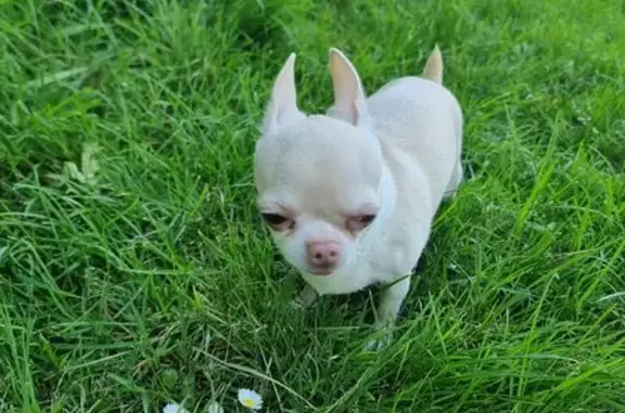 Lost Chihuahua Chica! Last Seen Perry St. 22