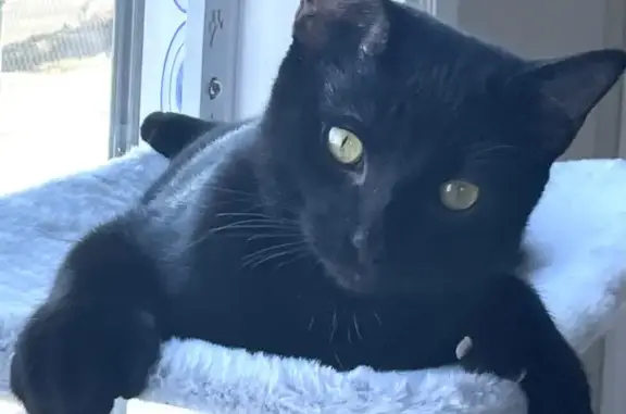Lost Black Cat Near Vidas Ave - Help Find Him!