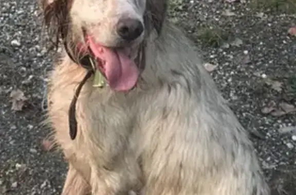 Alerte: Marley, Setter Anglais Perdu - photo