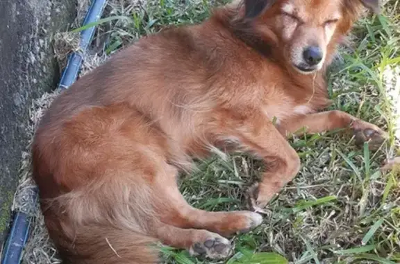 Chien perdu à St-Pierre retrouvé - photo
