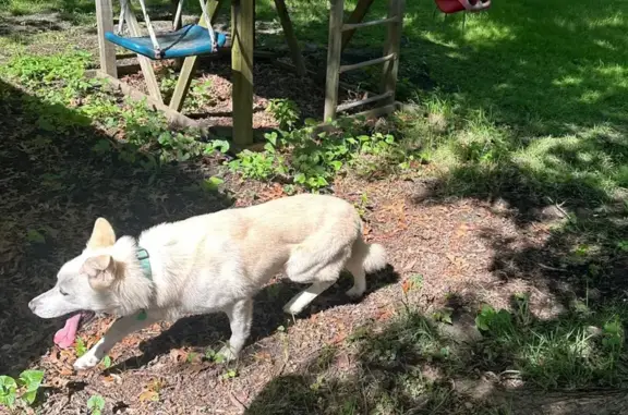 Lost Husky in Gary - White & Brown, Friendly!