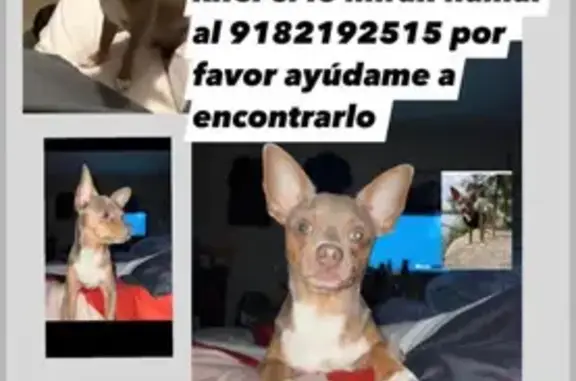 Lost Chihuahua Kiler - Call 9182192515 Help!