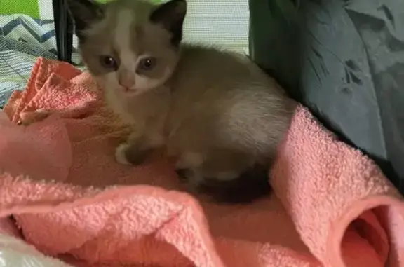 Chaton sauvé d'un moteur à Anglet - photo