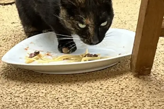 Chat noir et marron trouvé - photo