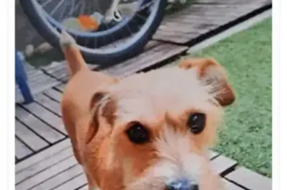 Jack Russell/York de 16 ans perdu - photo