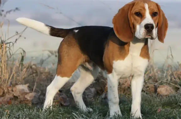 Quatuor Beagle trouvé à Mallemort - photo