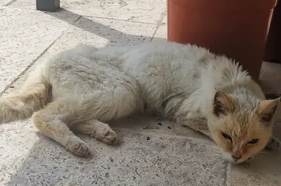 Chat trouvé , photo: Chat maigre trouvé à St-Pierre